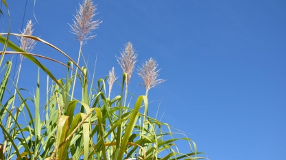 Condições climáticas estão ideais para o maior florescimento da cana. O que fazer para reduzir perdas de produtividade