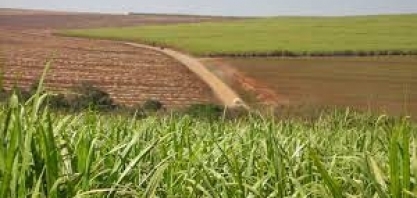 Influência do La Niña é maior no café; cana e algodão mantêm produtividade, destaca relatório da hEDGEpoint Global Markets