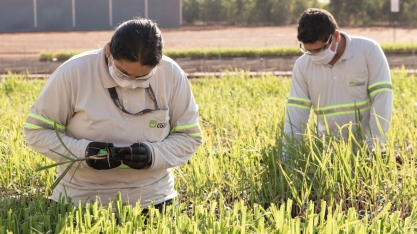 Cocal está entre as Melhores Empresas para Trabalhar no Agronegócio 2022