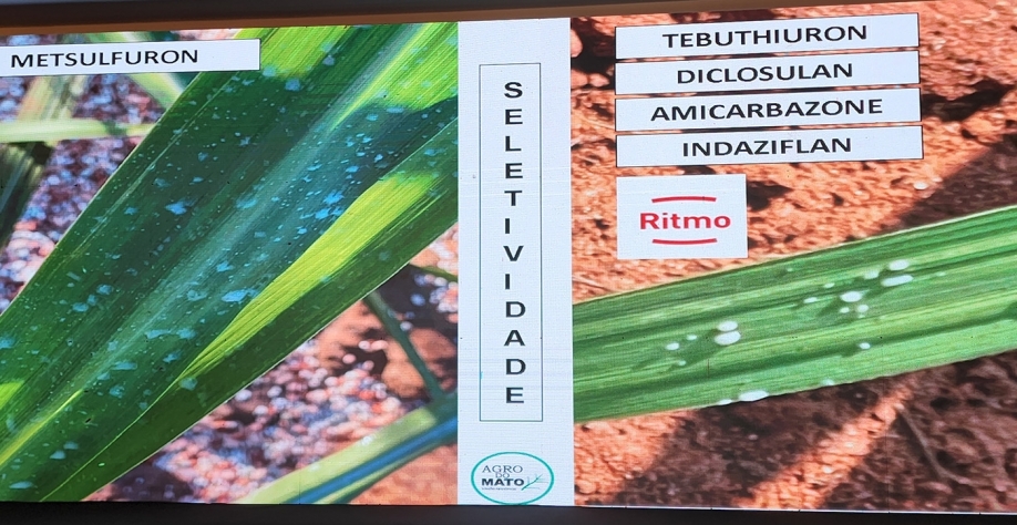 Herbicida Ritmo exclusivo para cana-de-açúcar!