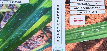 Manejo inteligente possibilita controlar ao mesmo tempo plantas daninhas de folhas largas e estreitas no canavial