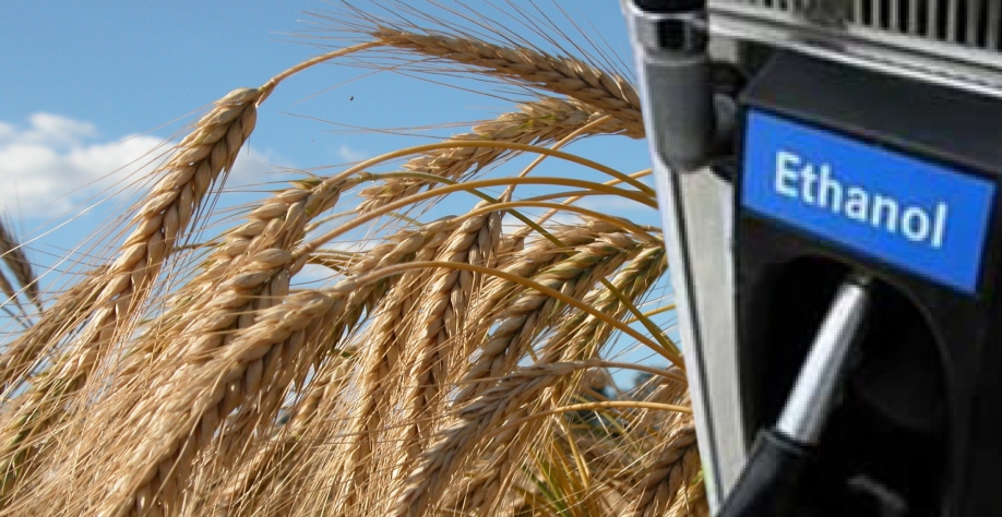 Cereais de inverno na produção de etanol. Foto: Bianca Todero