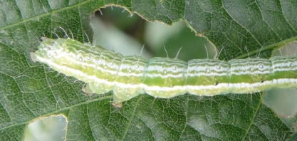 Lagarta ganha resistência à soja transgênica