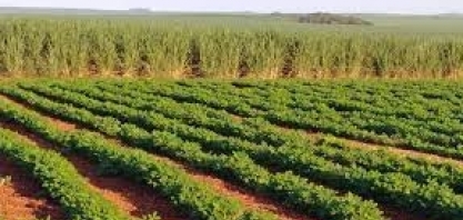 Vejam o desenvolvimento dessa cana plantada com máquina, 35 dias pós plantio em rotação com amendoim