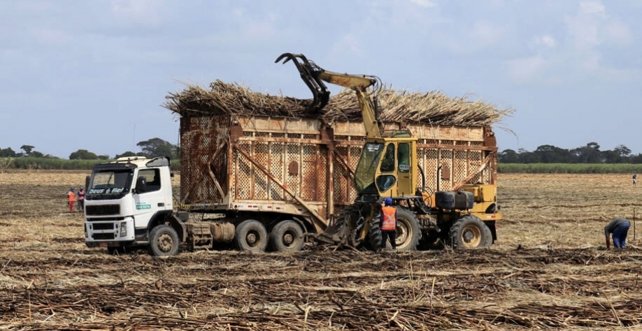 Pilar-AL, 27 de setembro de 2021 Fotos no canavial da Chã do Pilar em Alagoas, para a matéria sobre Etanol: o biocombustível à base de açúcar do Brasil construído sobre o abuso do trabalho. Alagoas - Brasil. Foto:@Ailton Cruz | @Ailton Cruz