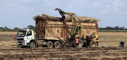 IBGE estima alta de 32% na safra de Alagoas em 2022