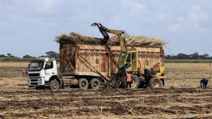 IBGE estima alta de 32% na safra de Alagoas em 2022
