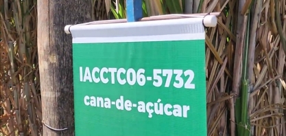 Marcos Landell, diretor geral do IAC, fala sobre as novas variedades de cana do Instituto Agronômico