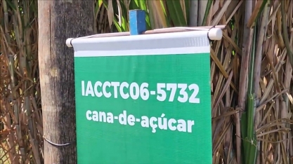 Marcos Landell, diretor geral do IAC, fala sobre as novas variedades de cana do Instituto Agronômico