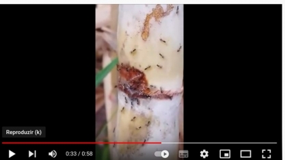 Liberação de Cotesia flavipes e como ela parasita a broca-da-cana