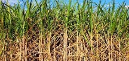 Criadores rurais de Petrolina podem receber palhada de cana-de-açúcar como ração animal
