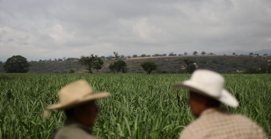 Plantação de cana-de-açúcar retratado em Zacatepec de Hidalgo, México. REUTERS/Edgard Garrido