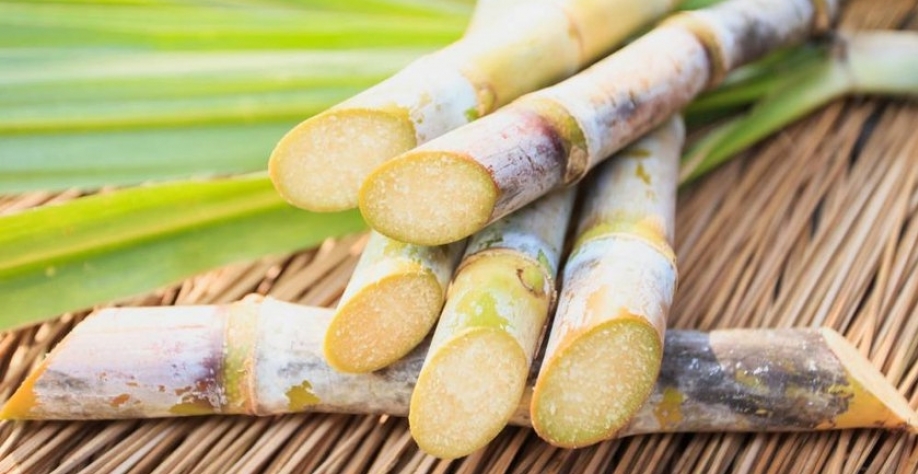 Cana - Foto: Reprodução