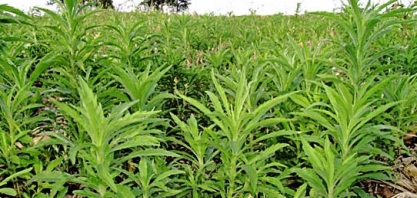 Saiba quais as espécies mais comuns de plantas daninhas e como combatê-las