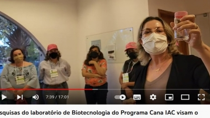 Pesquisas do laboratório de Biotecnologia do Programa Cana IAC visam o futuro sustentável da cana 