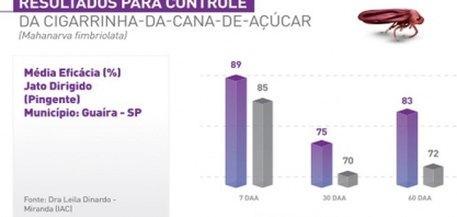 Ninfas da cigarrinha se alimentam das raízes da cana e os adultos das folhas. Produto inovador controla a praga em todas as suas fases