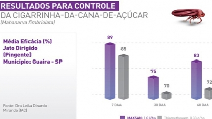 Ninfas da cigarrinha se alimentam das raízes da cana e os adultos das folhas. Produto inovador controla a praga em todas as suas fases