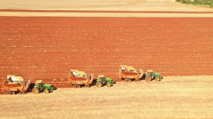 Recorde no plantio da Usina Lins é resultado do aprimoramento de processos e pessoas