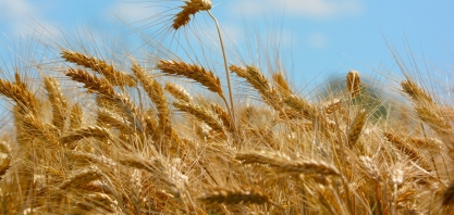 Pequenos insetos podem prejudicar safra de trigo no Brasil e afetar ainda mais o preço de alimentos 