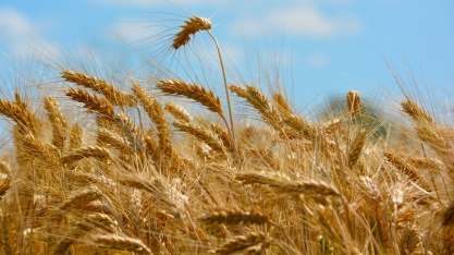 Pequenos insetos podem prejudicar safra de trigo no Brasil e afetar ainda mais o preço de alimentos 