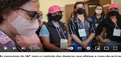 As pesquisas do IAC para o controle das doenças que afetam a cana-de-açúcar
