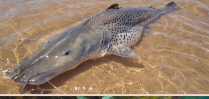 Brasil proíbe a pesca do surubim (pintado)
