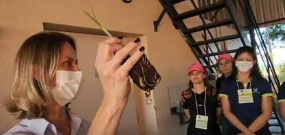 Em primeira mão: passo a passo da produção de gema brotada de cana no Centro de Cana do IAC e as inovações no sistema de MPB