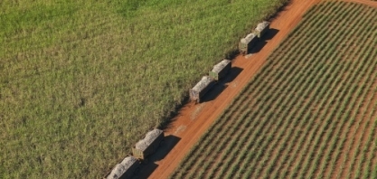 Moagem de cana na 2ª quinzena de junho recua em 7,9%