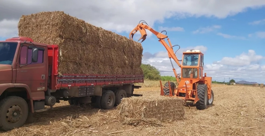 Criadores rurais de Petrolina podem receber palhada de cana-de-açúcar como ração animal — Foto: Divulgação /Seagri 