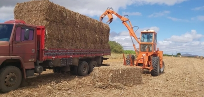 Criadores rurais de Petrolina podem receber palhada de cana-de-açúcar como ração animal