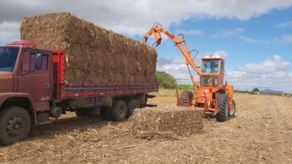 Criadores rurais de Petrolina podem receber palhada de cana-de-açúcar como ração animal