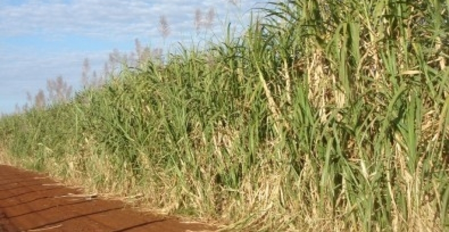 Chamada está aberta até 20 de setembro para propostas que reúnam pesquisadores do Japão e de São Paulo (foto: Wikimedia Commons)