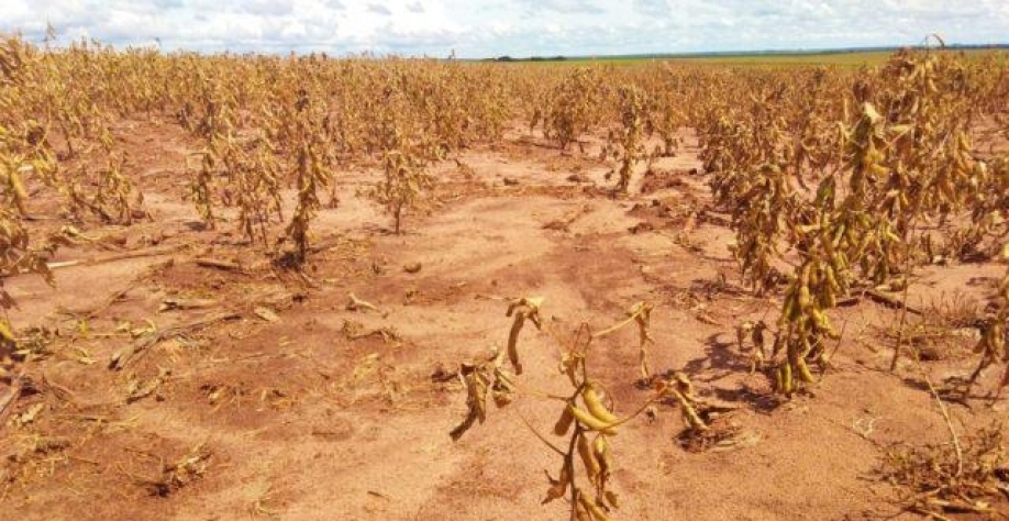 Plantação de soja impactada pela seca. Foto: Pedro Silvestre/ Canal Rural