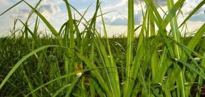 Maior banco genético de cana-de-açúcar do Brasil fica na Bahia e tem mais 5 mil variedades
