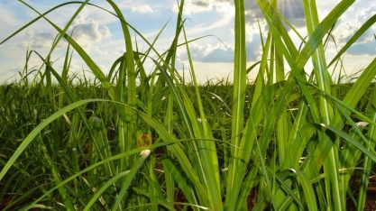 Maior banco genético de cana-de-açúcar do Brasil fica na Bahia e tem mais 5 mil variedades