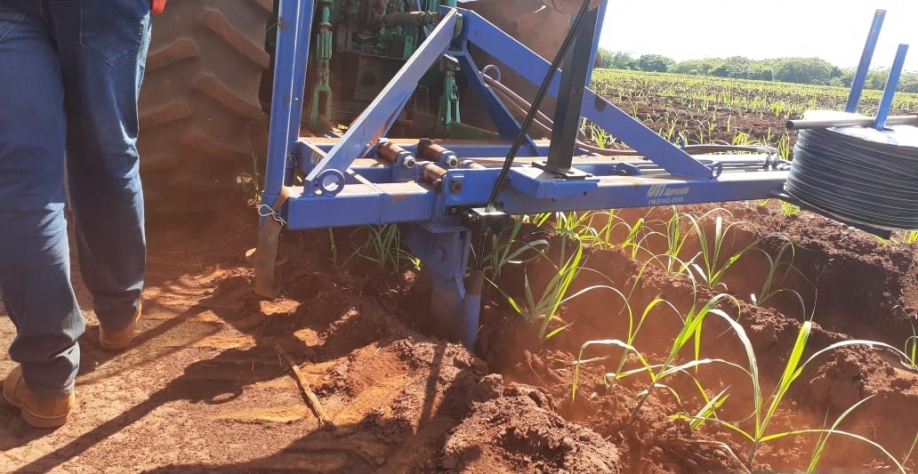 Uma área de aproximadamente 30 hectares foi implantada em 2021 pela Alta Mogiana com o objetivo de validar a tecnologia. Foto: Divulgação Netafim