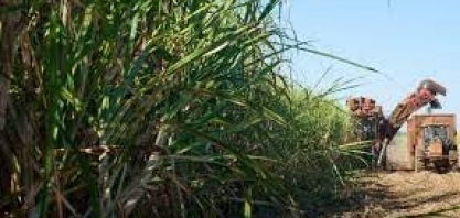 Cana/CTC: produtividade de safra no centro-sul fica estável em junho ante 2021/22, mas ATR cede 4%