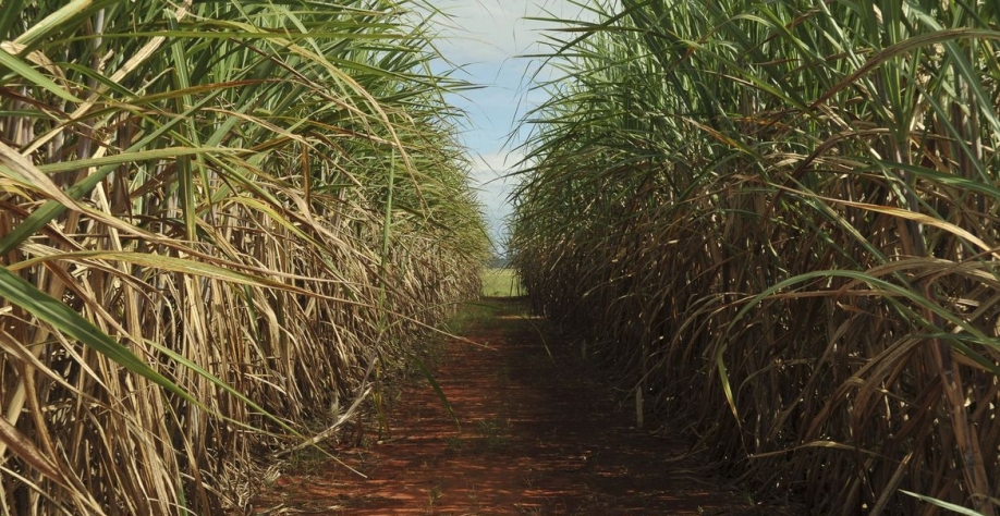 Tereos já produz eletricidade a partir da biomassa da cana e agora entra no mercado de biogás