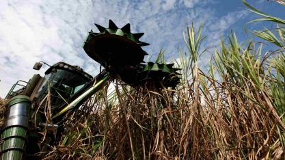StoneX vê moagem de cana menor no centro-sul do Brasil e corta superávit global de açúcar