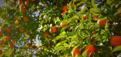 UPL apresenta soluções para elevação da produtividade agrícola na Coopercitrus Expo 