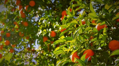 UPL apresenta soluções para elevação da produtividade agrícola na Coopercitrus Expo 