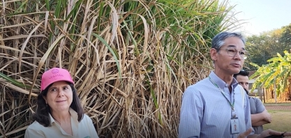 Trisal formado por melhoramento genético, nutrição e irrigação turbinam a produtividade dos canaviais