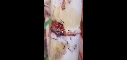 Liberação de Cotesia flavipes e como ela parasita a broca-da-cana