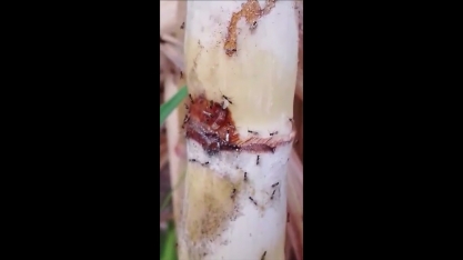 Liberação de Cotesia flavipes e como ela parasita a broca-da-cana