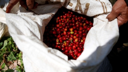 Café arábica cai abaixo de US$ 2 na ICE, para menor patamar em 9 meses