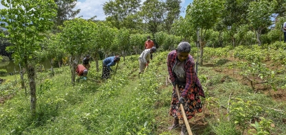 Políticas públicas e ideologia: o caso de Sri Lanka