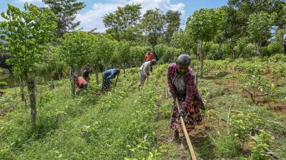 Políticas públicas e ideologia: o caso de Sri Lanka