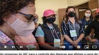As pesquisas do IAC para o controle das doenças que afetam a cana-de-açúcar