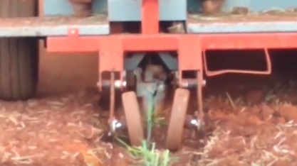Plantio mecânico de Muda Pré-Brotada (MPB) ganha espaço nos canaviais