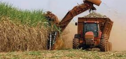 IEA/Cati: safra paulista 2021/22 registra aumento de 3,5% na produção e de 3,1% em produtividade